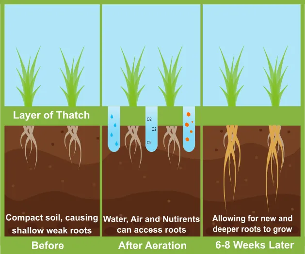 Aeration-budy.webp