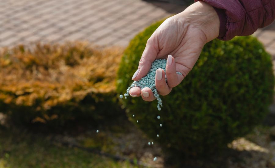 Seeding lawn