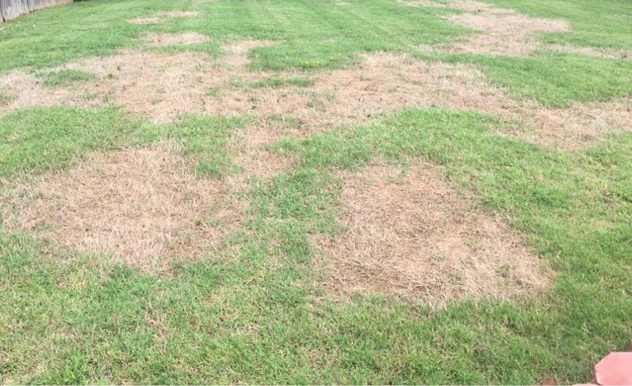 Aeration Buddy - Patchy Brown Grass