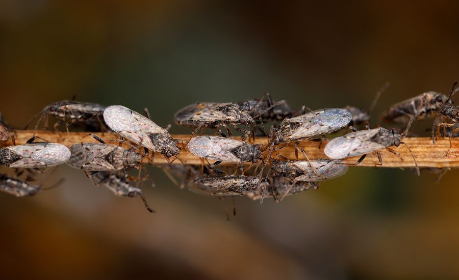 Aeration Buddy - chinch bugs in the lawn
