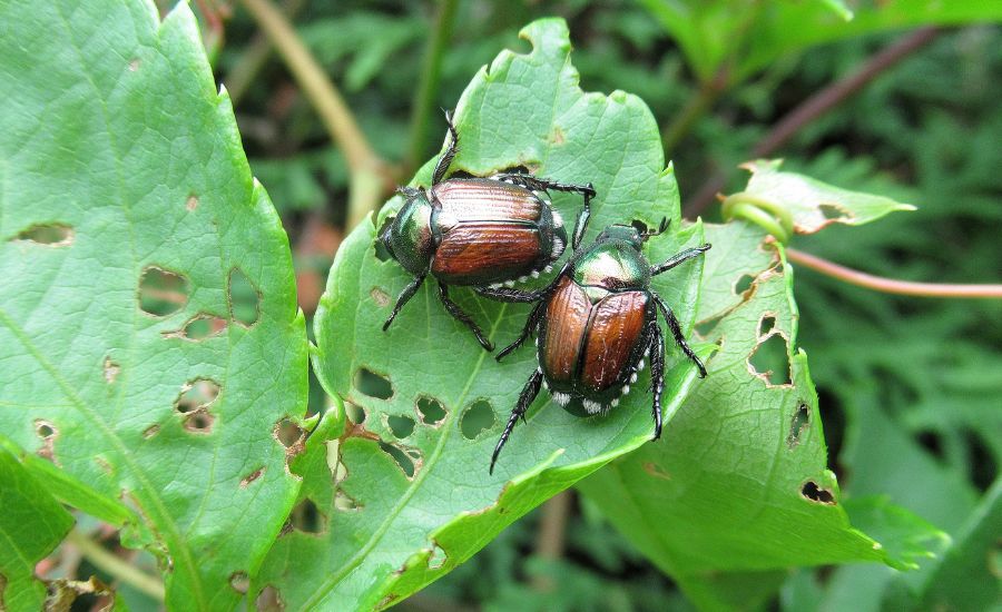 Japanese beetle damage - Aeration Buddy