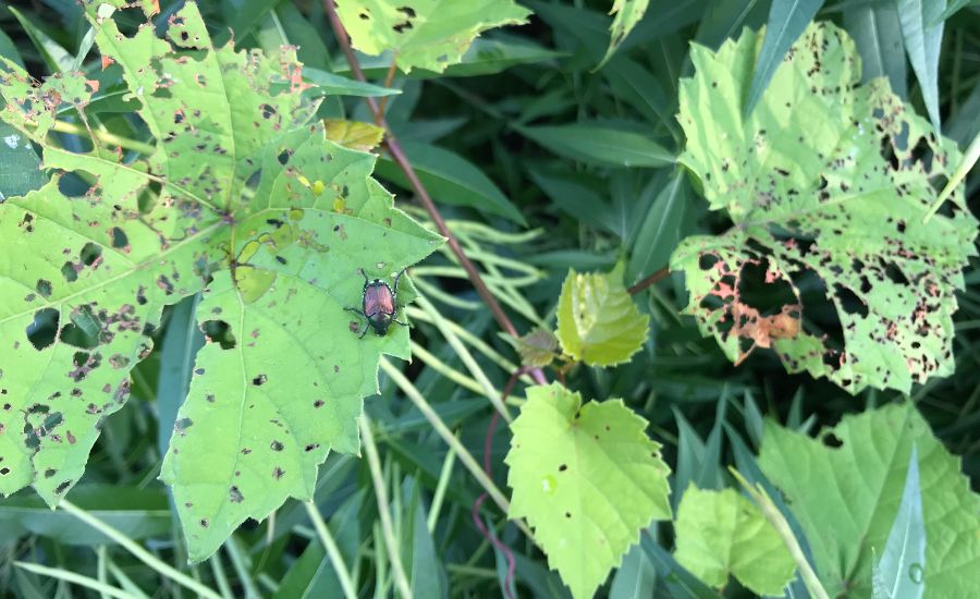 Japanese beetle lawn damage - Aeration Buddy
