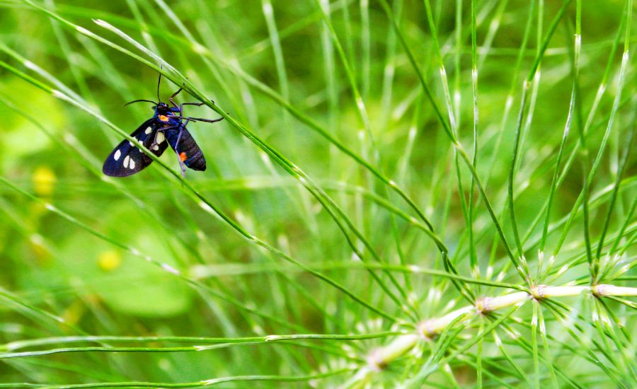Moths or Beetles Flying Around Grass Level - Aeration Buddy