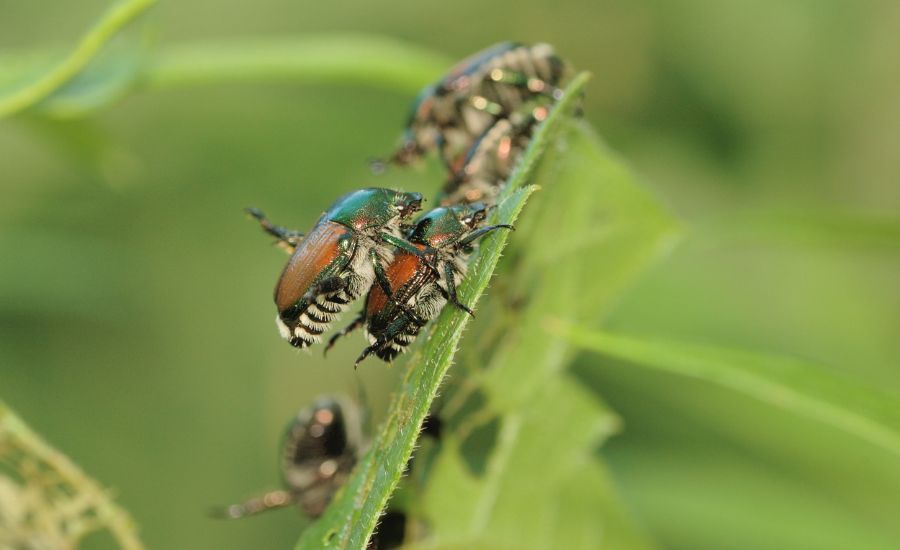how to kill Japanese beetles -Aeration Buddy