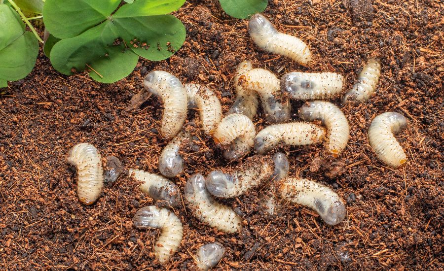 signs of grubs in your lawn - Aeration Buddy