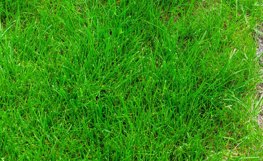 After fertilization - Aeration Buddy