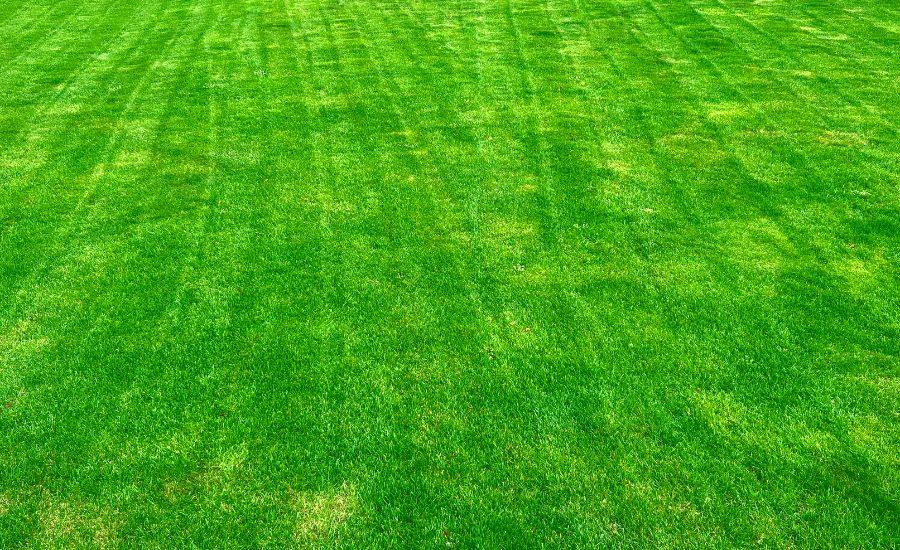 Insect Control - After
