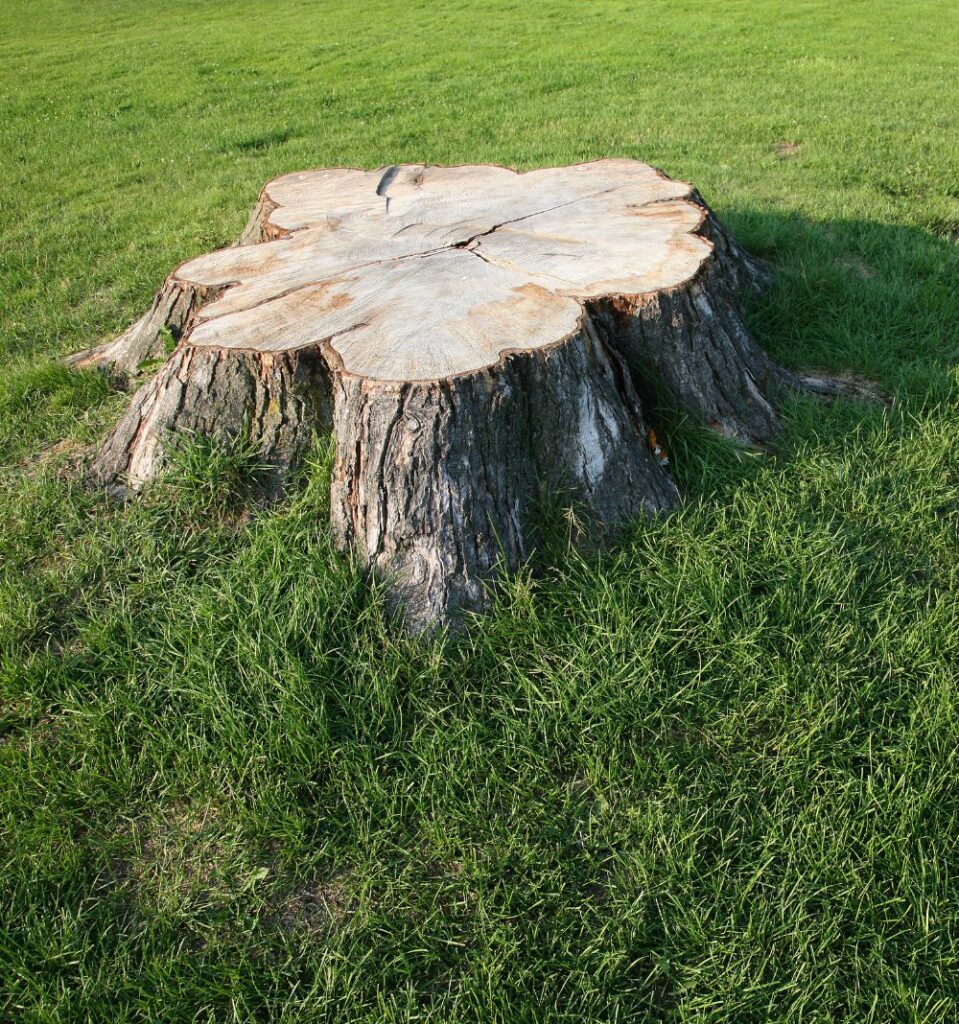 Lawn Stump Removal
