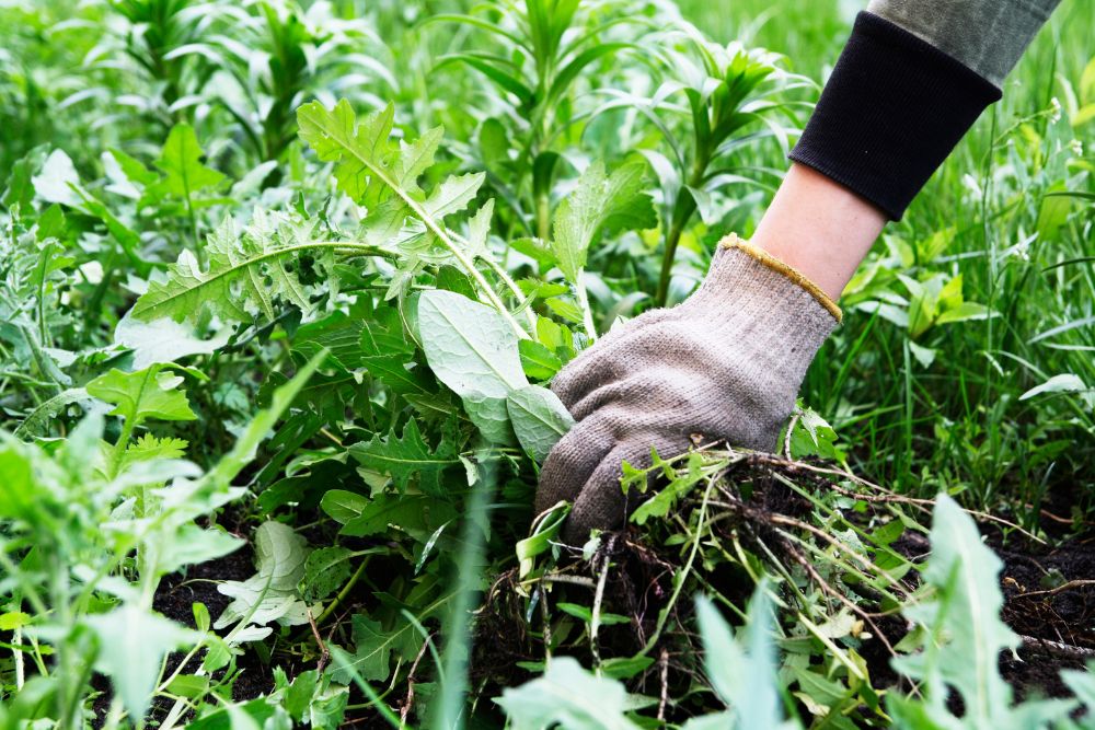 Weed Control service – Aeration Buddy